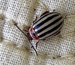 Kuschelina petaurista