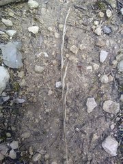 Achnatherum bromoides