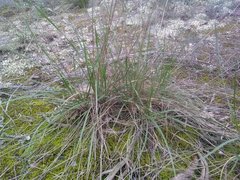 Achnatherum bromoides
