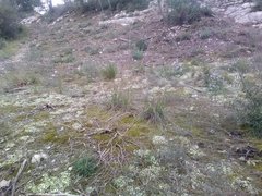 Achnatherum bromoides