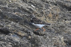 Arenaria interpres