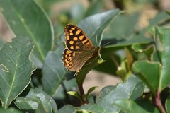 Pararge aegeria