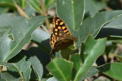 Pararge aegeria