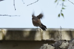 Curruca iberiae