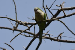 Myiopsitta monachus