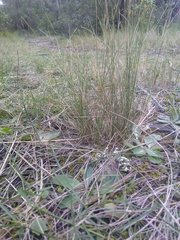 Stipa juncea