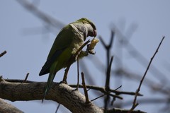 Myiopsitta monachus