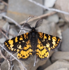 Eurranthis plummistaria