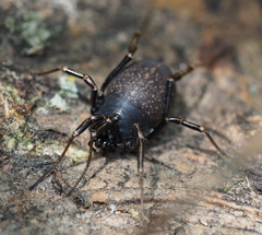 Egaenus convexus