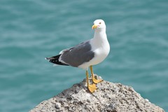 Larus michahellis