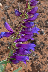 Penstemon laevis