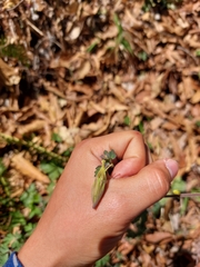 Aquilegia longissima