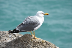 Larus michahellis