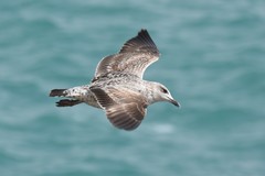 Larus