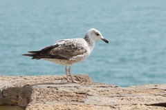 Larus michahellis