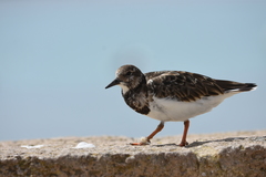 Arenaria interpres