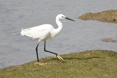 Egretta garzetta