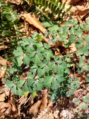 Aquilegia longissima