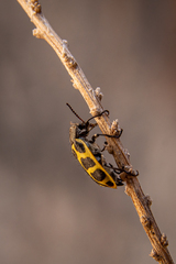 Astylus atromaculatus