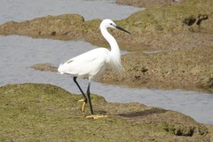 Egretta garzetta