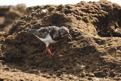 Arenaria interpres