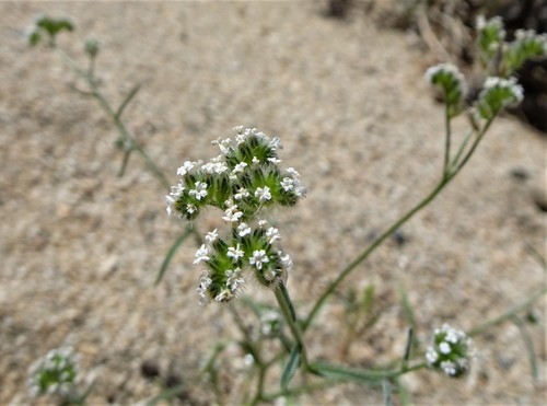 iNaturalist observation photo of scented cryptantha