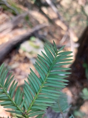 Taxus globosa
