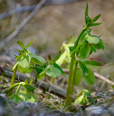 Helleborus odorus