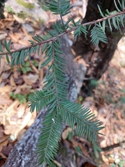 Taxus globosa