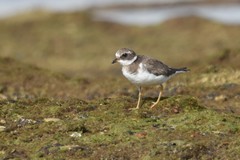 Charadrius hiaticula