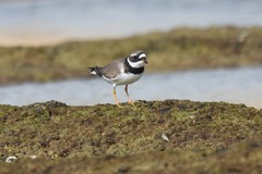 Charadrius hiaticula
