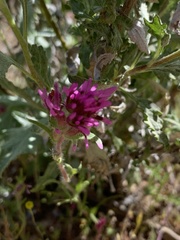 Castilleja exserta exserta