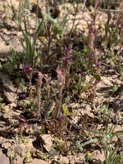 Castilleja exserta exserta
