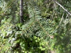 Contarinia pseudotsugae