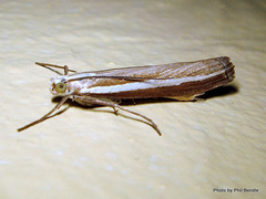 Orocrambus apicellus