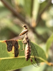 Austromantispa imbecilla