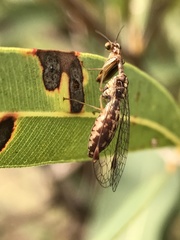 Austromantispa imbecilla