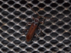 Ceresium zeylanicum