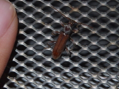 Ceresium zeylanicum