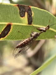 Austromantispa imbecilla