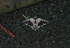 Pleromelloida conserta