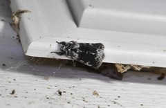 Pleromelloida conserta