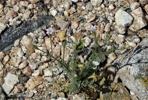 iNaturalist observation photo of Star Gilia