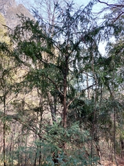 Taxus globosa