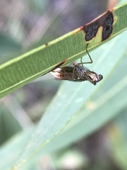 Austromantispa imbecilla