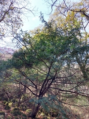 Taxus globosa
