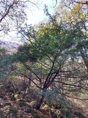 Taxus globosa
