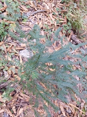 Taxus globosa