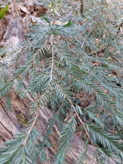 Taxus globosa