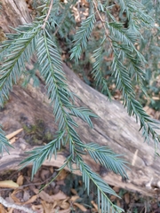 Taxus globosa